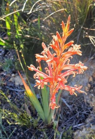 Tritoniopsis antholyza flowering exuberantly 